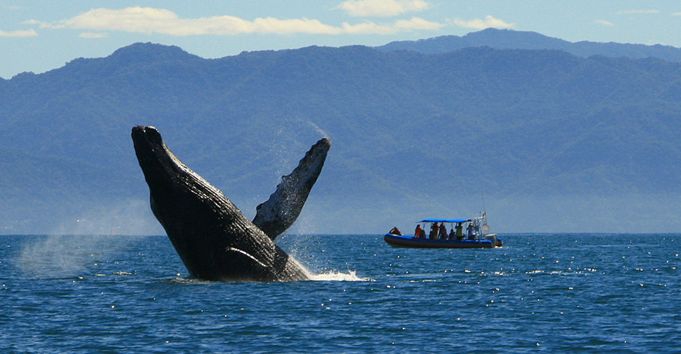 Humpback-Whale-Watching-Ext-MAIN.jpg