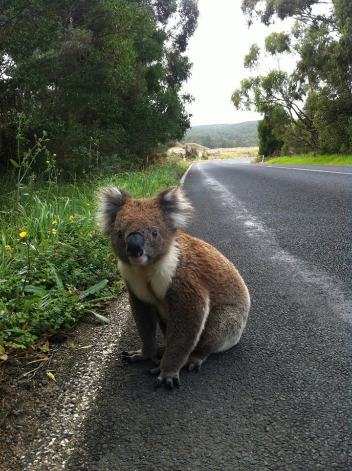 Koala-Great-Ocean-Road.jpg
